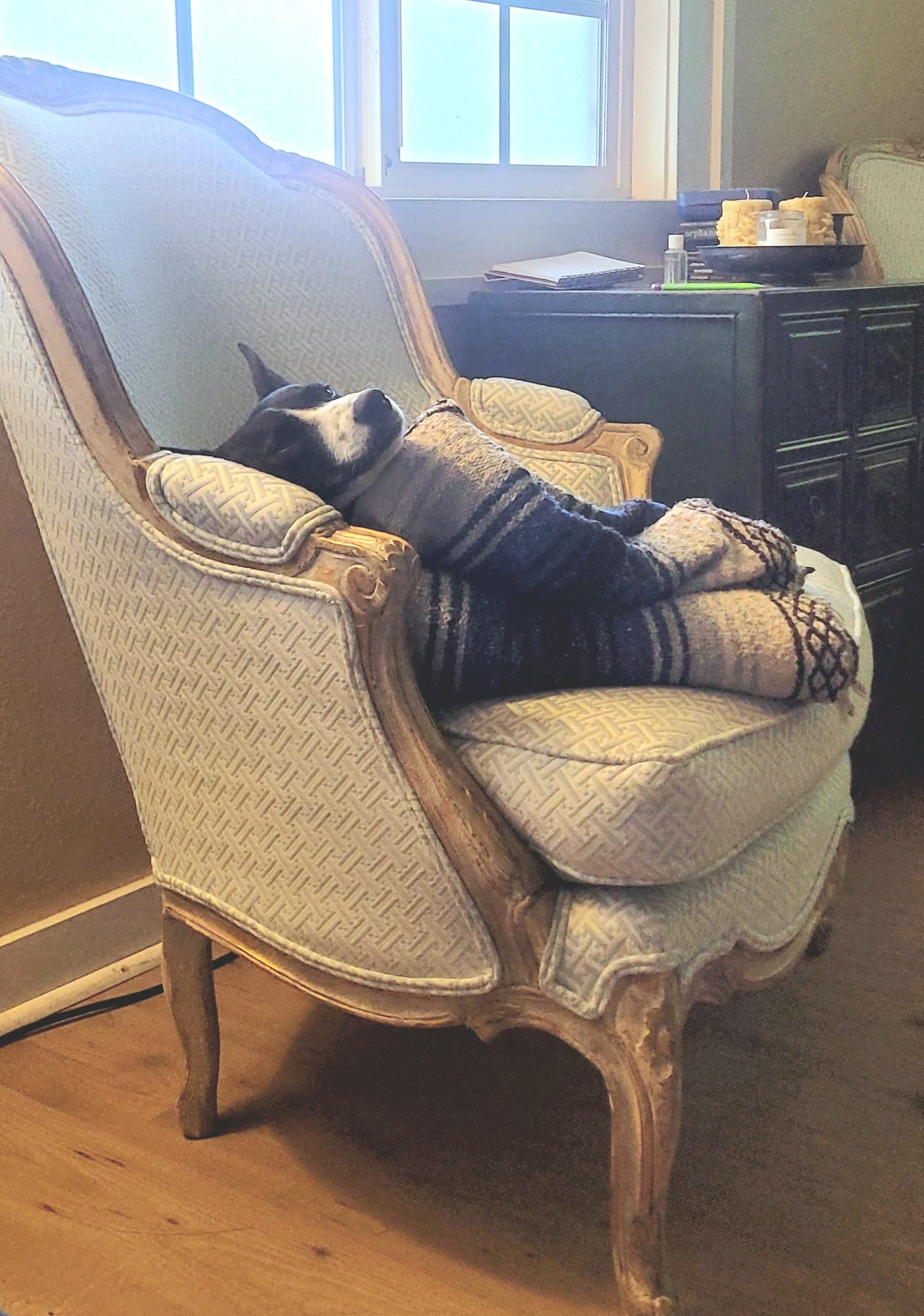 A black dog with a white snout lounges on a blue and white blanket in a wingback chair