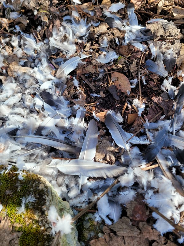 Feathers